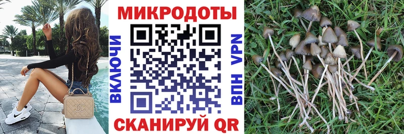 купить   Бор  Галлюциногенные грибы GOLDEN TEACHER 